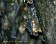 Chauves-souris_0091.jpg