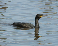 Cormoran_7114.jpg