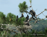 Cormoran_7262.jpg